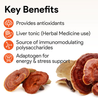 Nutridom Reishi Mushroom Extract 4x 500mg 120 Vegetable Capsules (QCE 2,000mg)