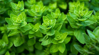 Benefits of Oregano Oil - CAFORIA.CA