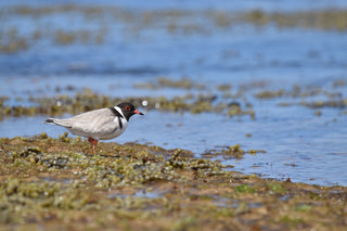 Uncover the Benefits of A. Vogel Allergy Relief 120 Tabs