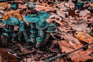 Boost Your Health with Nutridom Milk Thistle 250 mg 120 Vcaps