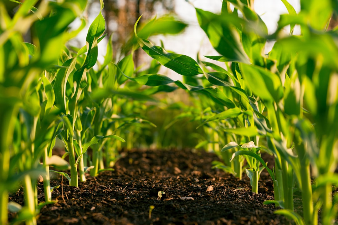 The Ultimate Guide to Macaroot: Benefits, Uses, and Health Insights ...