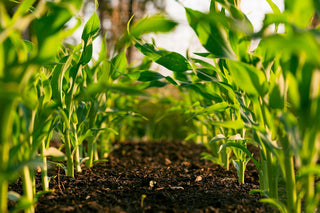 The Ultimate Guide to Macaroot: Benefits, Uses, and Health Insights