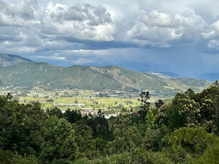 The Ultimate Guide to Maca: Benefits, Uses, and Health Insights