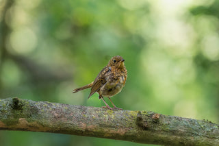 Comparing the Best Allergy Relief Tablets: Spotlight on A. Vogel's Solution