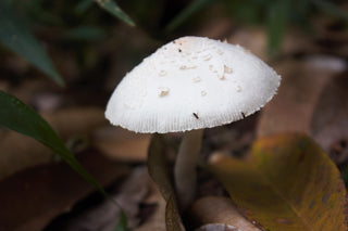 Unveiling the Health Benefits of Nutridom Milk Thistle 250 mg