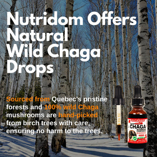 Nutridom Canadian Chaga Mushroom, Liquid, Drops, Acohol Free, 1 fl oz (30 ml)