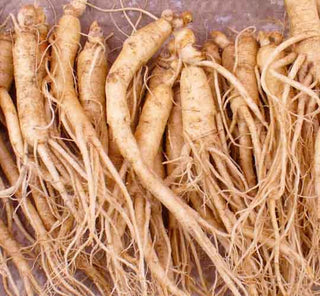 Canadian Fresh Ginseng Bulk Large 10LB