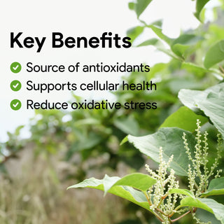 Nutridom Resveratrol500 500mg 60 Vegetable Capsules (Maximum Strength / 99% Trans-Resveratrol / Antioxidant)